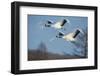 Japan, Hokkaido. Japanese cranes flying.-Jaynes Gallery-Framed Photographic Print