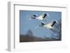 Japan, Hokkaido. Japanese cranes flying.-Jaynes Gallery-Framed Photographic Print