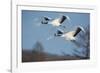 Japan, Hokkaido. Japanese cranes flying.-Jaynes Gallery-Framed Photographic Print