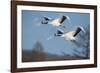 Japan, Hokkaido. Japanese cranes flying.-Jaynes Gallery-Framed Photographic Print