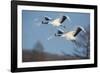 Japan, Hokkaido. Japanese cranes flying.-Jaynes Gallery-Framed Photographic Print