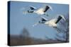 Japan, Hokkaido. Japanese cranes flying.-Jaynes Gallery-Stretched Canvas