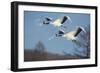 Japan, Hokkaido. Japanese cranes flying.-Jaynes Gallery-Framed Photographic Print