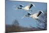 Japan, Hokkaido. Japanese cranes flying.-Jaynes Gallery-Mounted Photographic Print
