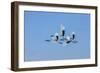 Japan, Hokkaido. Japanese cranes flying.-Jaynes Gallery-Framed Photographic Print