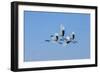 Japan, Hokkaido. Japanese cranes flying.-Jaynes Gallery-Framed Photographic Print