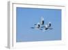 Japan, Hokkaido. Japanese cranes flying.-Jaynes Gallery-Framed Photographic Print