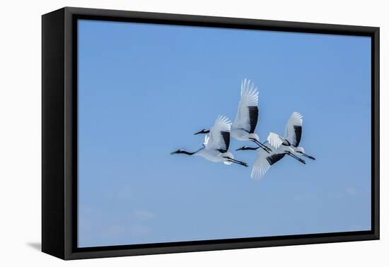 Japan, Hokkaido. Japanese cranes flying.-Jaynes Gallery-Framed Stretched Canvas