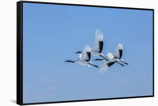 Japan, Hokkaido. Japanese cranes flying.-Jaynes Gallery-Framed Stretched Canvas