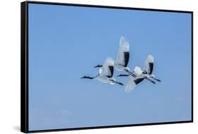 Japan, Hokkaido. Japanese cranes flying.-Jaynes Gallery-Framed Stretched Canvas