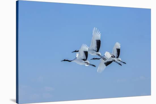 Japan, Hokkaido. Japanese cranes flying.-Jaynes Gallery-Stretched Canvas