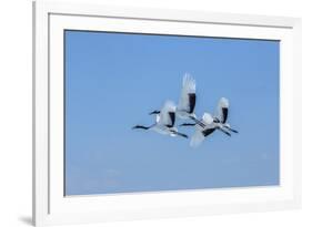 Japan, Hokkaido. Japanese cranes flying.-Jaynes Gallery-Framed Photographic Print