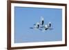 Japan, Hokkaido. Japanese cranes flying.-Jaynes Gallery-Framed Premium Photographic Print