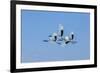 Japan, Hokkaido. Japanese cranes flying.-Jaynes Gallery-Framed Premium Photographic Print