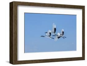 Japan, Hokkaido. Japanese cranes flying.-Jaynes Gallery-Framed Photographic Print