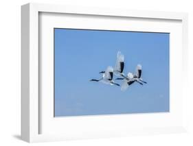 Japan, Hokkaido. Japanese cranes flying.-Jaynes Gallery-Framed Photographic Print