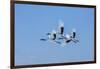 Japan, Hokkaido. Japanese cranes flying.-Jaynes Gallery-Framed Photographic Print