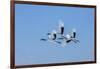 Japan, Hokkaido. Japanese cranes flying.-Jaynes Gallery-Framed Photographic Print