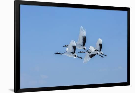 Japan, Hokkaido. Japanese cranes flying.-Jaynes Gallery-Framed Photographic Print