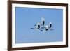 Japan, Hokkaido. Japanese cranes flying.-Jaynes Gallery-Framed Photographic Print