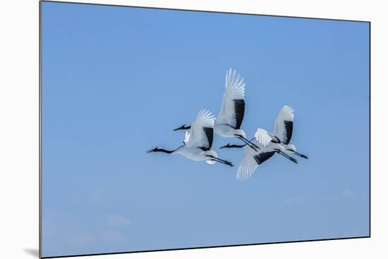 Japan, Hokkaido. Japanese cranes flying.-Jaynes Gallery-Mounted Photographic Print