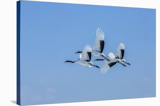Japan, Hokkaido. Japanese cranes flying.-Jaynes Gallery-Stretched Canvas