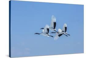 Japan, Hokkaido. Japanese cranes flying.-Jaynes Gallery-Stretched Canvas