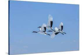 Japan, Hokkaido. Japanese cranes flying.-Jaynes Gallery-Stretched Canvas