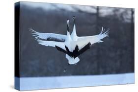 Japan, Hokkaido. Japanese cranes in mating dance.-Jaynes Gallery-Stretched Canvas