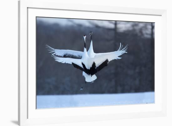 Japan, Hokkaido. Japanese cranes in mating dance.-Jaynes Gallery-Framed Photographic Print