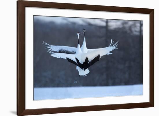 Japan, Hokkaido. Japanese cranes in mating dance.-Jaynes Gallery-Framed Photographic Print