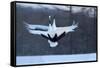 Japan, Hokkaido. Japanese cranes in mating dance.-Jaynes Gallery-Framed Stretched Canvas