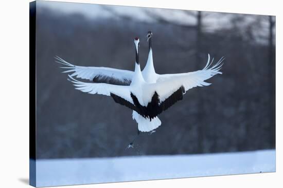 Japan, Hokkaido. Japanese cranes in mating dance.-Jaynes Gallery-Stretched Canvas