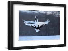 Japan, Hokkaido. Japanese cranes in mating dance.-Jaynes Gallery-Framed Photographic Print