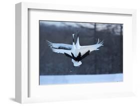 Japan, Hokkaido. Japanese cranes in mating dance.-Jaynes Gallery-Framed Photographic Print