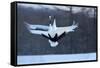 Japan, Hokkaido. Japanese cranes in mating dance.-Jaynes Gallery-Framed Stretched Canvas