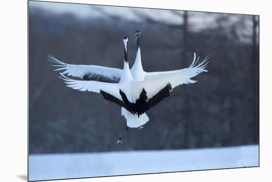 Japan, Hokkaido. Japanese cranes in mating dance.-Jaynes Gallery-Mounted Premium Photographic Print