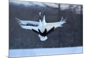 Japan, Hokkaido. Japanese cranes in mating dance.-Jaynes Gallery-Mounted Premium Photographic Print