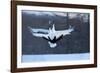 Japan, Hokkaido. Japanese cranes in mating dance.-Jaynes Gallery-Framed Photographic Print