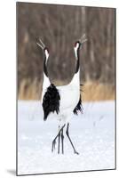 Japan, Hokkaido, Japanese Red-Crowned Cranes-Hollice Looney-Mounted Photographic Print