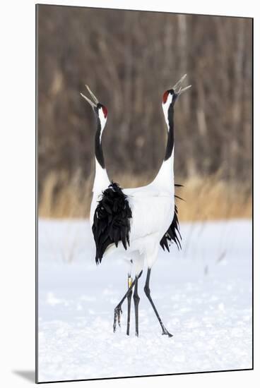 Japan, Hokkaido, Japanese Red-Crowned Cranes-Hollice Looney-Mounted Photographic Print