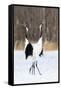 Japan, Hokkaido, Japanese Red-Crowned Cranes-Hollice Looney-Framed Stretched Canvas