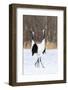 Japan, Hokkaido, Japanese Red-Crowned Cranes-Hollice Looney-Framed Photographic Print