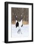 Japan, Hokkaido, Japanese Red-Crowned Cranes-Hollice Looney-Framed Photographic Print