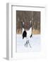 Japan, Hokkaido, Japanese Red-Crowned Cranes-Hollice Looney-Framed Photographic Print