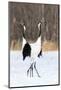 Japan, Hokkaido, Japanese Red-Crowned Cranes-Hollice Looney-Mounted Photographic Print