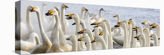 Japan, Hokkaido, Lake Kussharo. Flock of Whooper Swans-Hollice Looney-Stretched Canvas