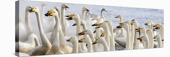 Japan, Hokkaido, Lake Kussharo. Flock of Whooper Swans-Hollice Looney-Stretched Canvas