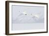 Japan, Hokkaido, Lake Kussharo. Two Whooper Swans flying-Hollice Looney-Framed Photographic Print