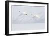 Japan, Hokkaido, Lake Kussharo. Two Whooper Swans flying-Hollice Looney-Framed Photographic Print